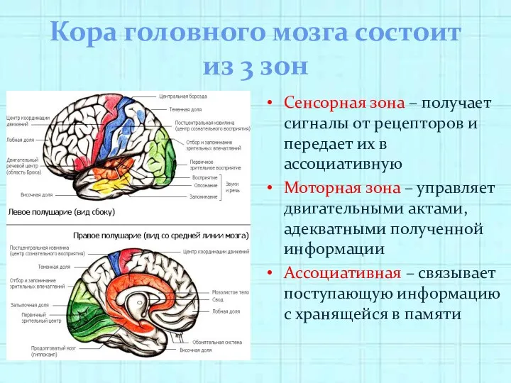 Кора головного мозга состоит из 3 зон Сенсорная зона –