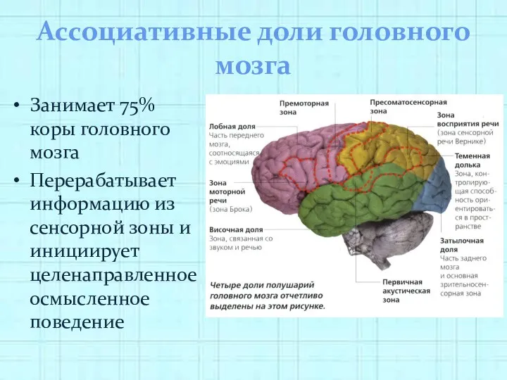 Ассоциативные доли головного мозга Занимает 75% коры головного мозга Перерабатывает