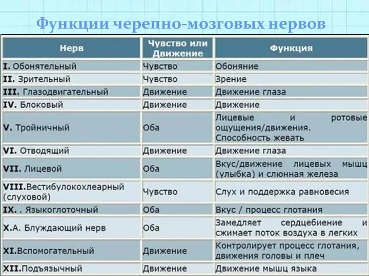 Функции черепно-мозговых нервов