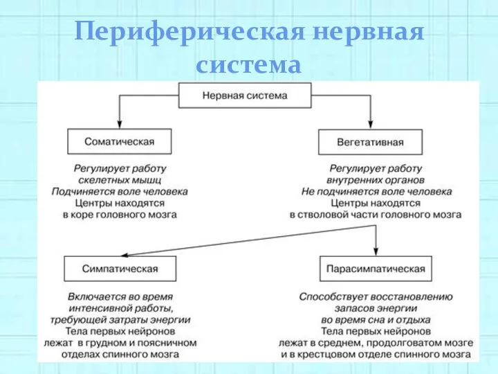 Периферическая нервная система