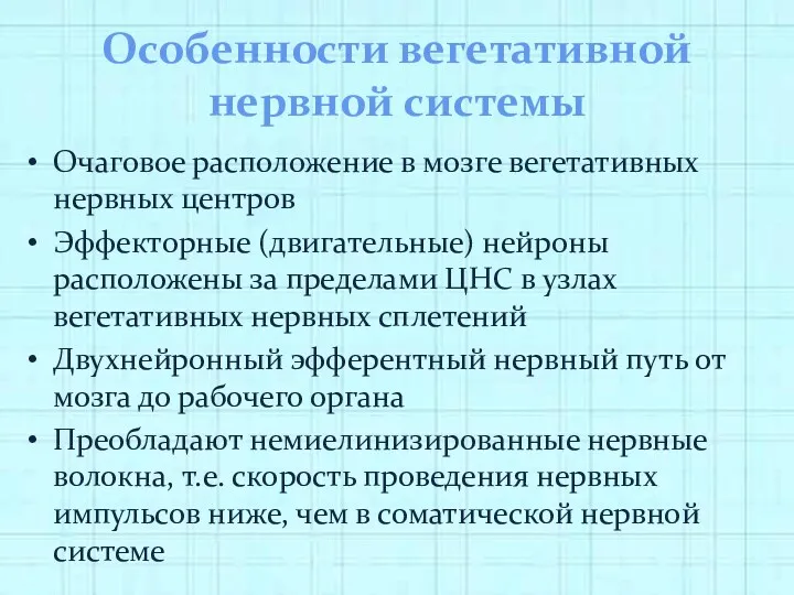 Особенности вегетативной нервной системы Очаговое расположение в мозге вегетативных нервных