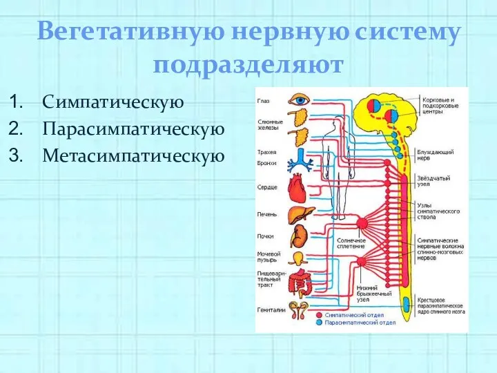 Вегетативную нервную систему подразделяют Симпатическую Парасимпатическую Метасимпатическую