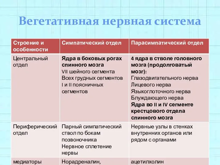 Вегетативная нервная система