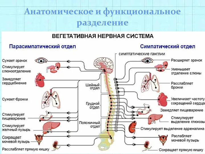 Анатомическое и функциональное разделение