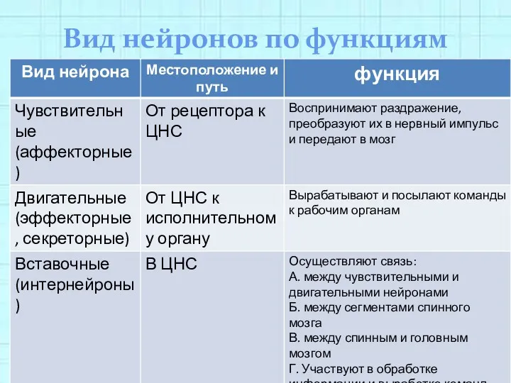 Вид нейронов по функциям