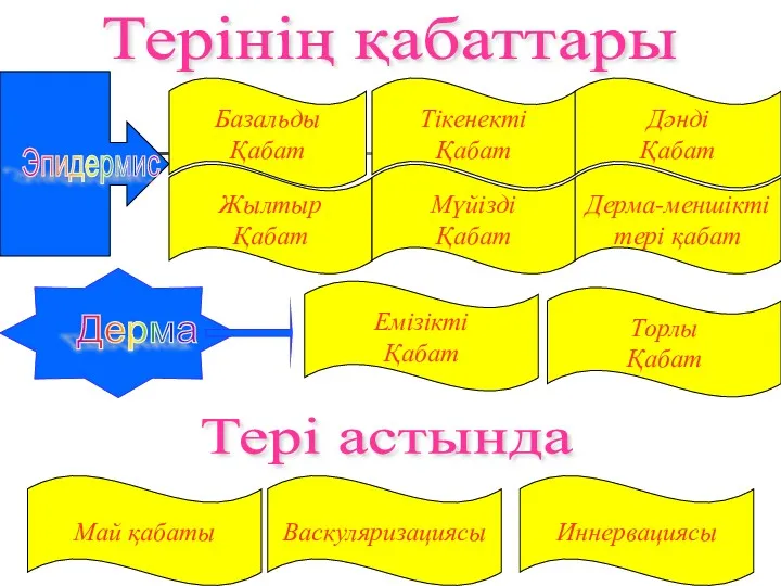 Терінің қабаттары Базальды Қабат Тікенекті Қабат Дәнді Қабат Жылтыр Қабат