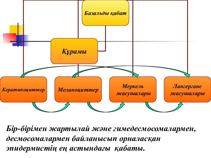 Бір-бірімен жартылай және гимедесмосомалармен, десмосомалармен байланысып орналасқан эпидермистің ең астындағы қабаты.