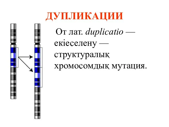 ДУПЛИКАЦИИ От лат. duplicatio — екіеселену — структуралық хромосомдық мутация.