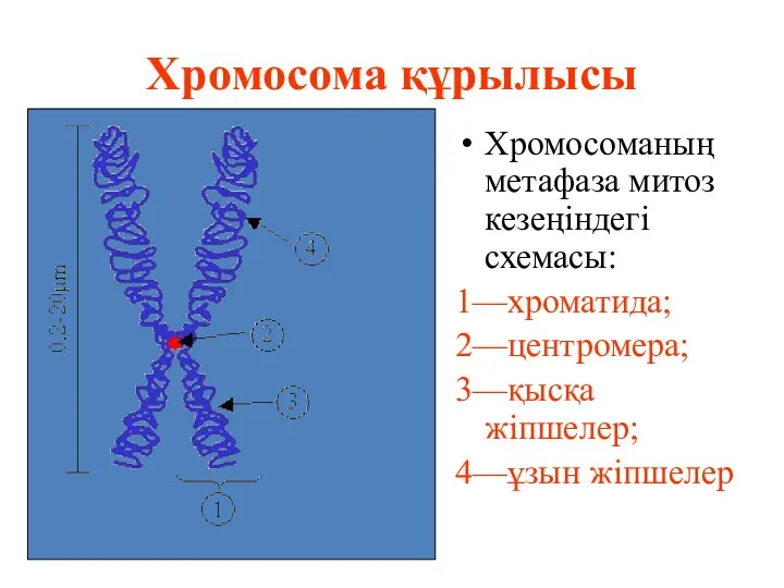 Хромосома құрылысы Хромосоманың метафаза митоз кезеңіндегі схемасы: 1—хроматида; 2—центромера; 3—қысқа жіпшелер; 4—ұзын жіпшелер