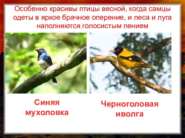 Особенно красивы птицы весной, когда самцы одеты в яркое брачное