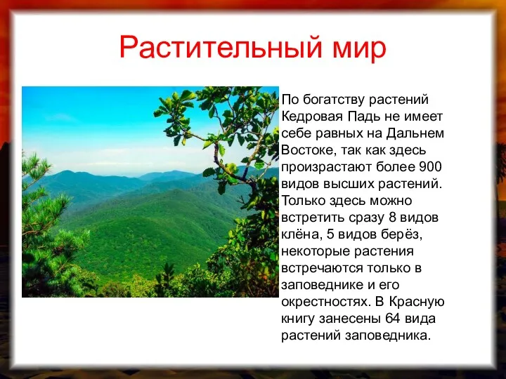 Растительный мир По богатству растений Кедровая Падь не имеет себе