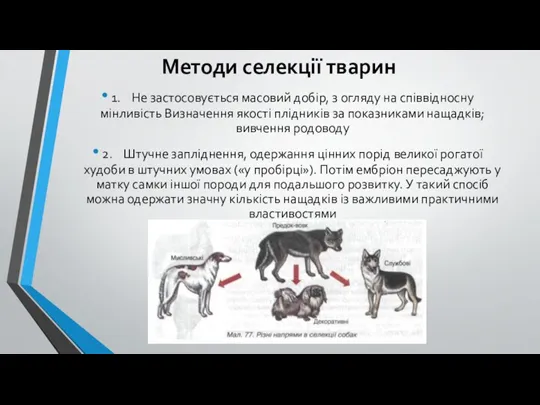 Методи селекції тварин 1. Не застосовується масовий добір, з огляду