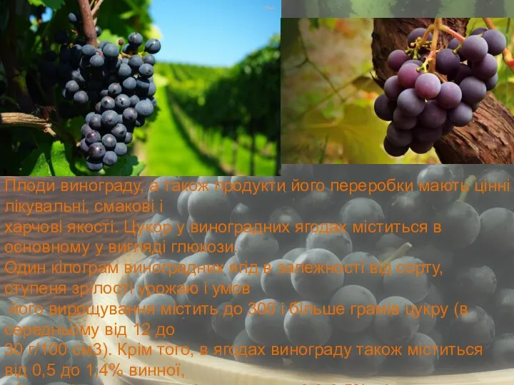 Плоди винограду, а також продукти його переробки мають цінні лікувальні,