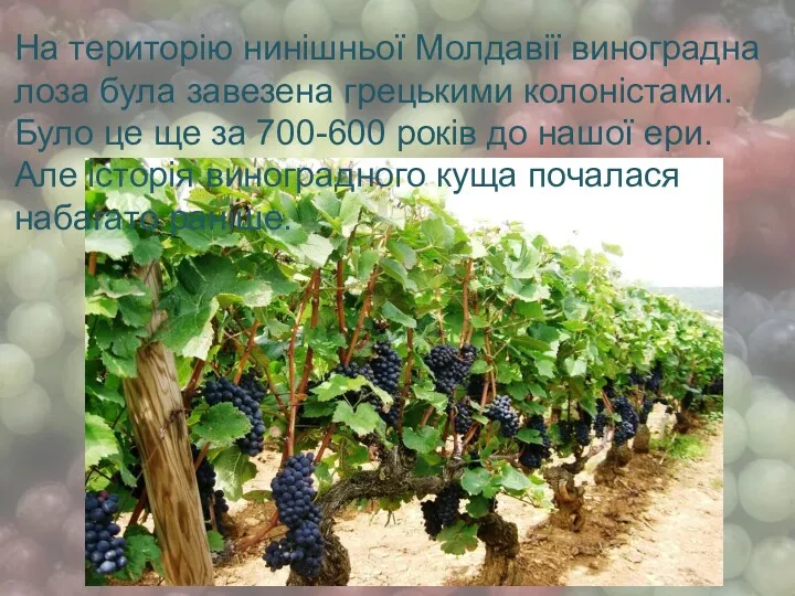 На територію нинішньої Молдавії виноградна лоза була завезена грецькими колоністами.