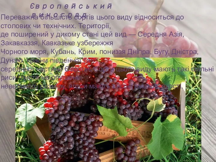 Європейський виноград Переважна більшість сортів цього виду відноситься до столових