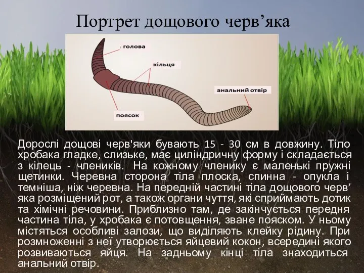 Портрет дощового черв’яка Дорослі дощові черв'яки бувають 15 - 30