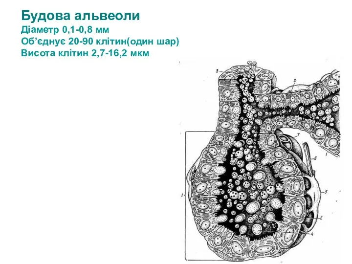Будова альвеоли Діаметр 0,1-0,8 мм Об’єднує 20-90 клітин(один шар) Висота клітин 2,7-16,2 мкм