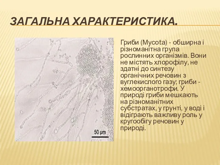 ЗАГАЛЬНА ХАРАКТЕРИСТИКА. Гриби (Мусоtа) - обширна і різноманітна група рослинних