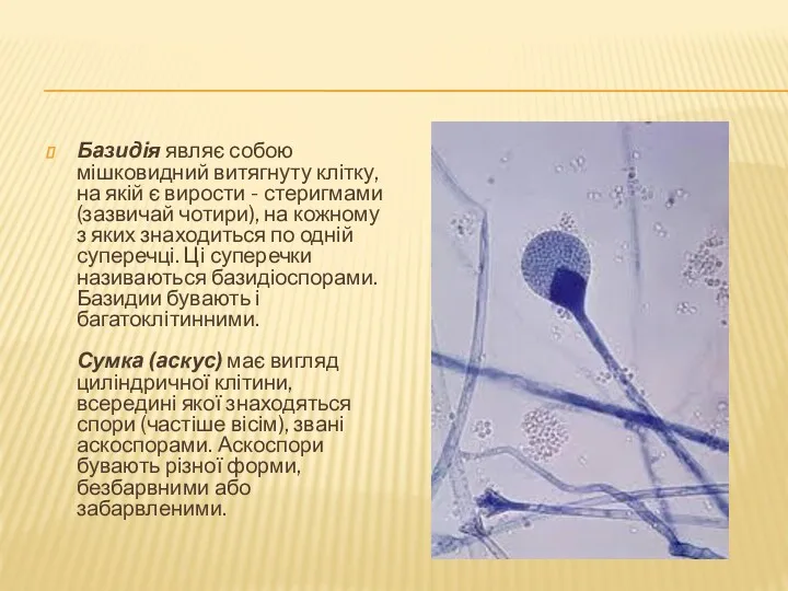 Базидія являє собою мішковидний витягнуту клітку, на якій є вирости