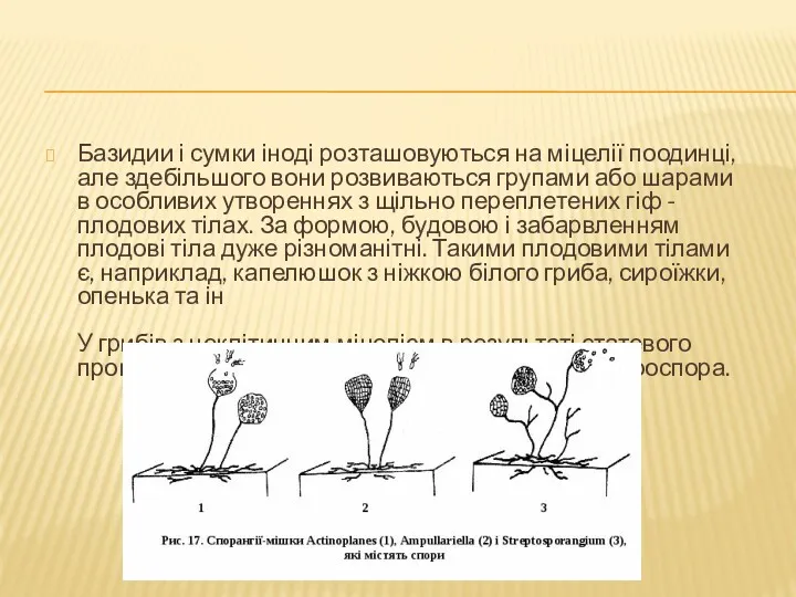 Базидии і сумки іноді розташовуються на міцелії поодинці, але здебільшого