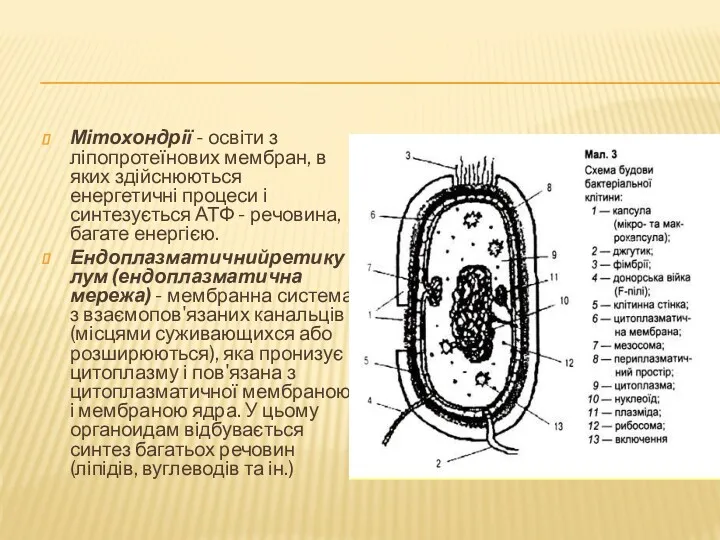 Мітохондрії - освіти з ліпопротеїнових мембран, в яких здійснюються енергетичні