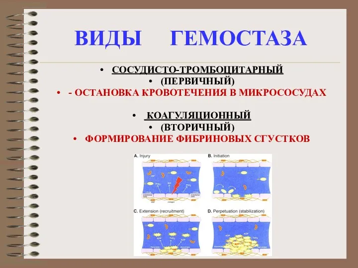 ВИДЫ ГЕМОСТАЗА СОСУДИСТО-ТРОМБОЦИТАРНЫЙ (ПЕРВИЧНЫЙ) - ОСТАНОВКА КРОВОТЕЧЕНИЯ В МИКРОСОСУДАХ КОАГУЛЯЦИОННЫЙ (ВТОРИЧНЫЙ) ФОРМИРОВАНИЕ ФИБРИНОВЫХ СГУСТКОВ