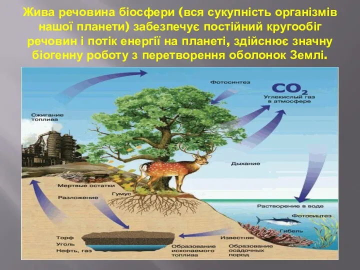 Жива речовина біосфери (вся сукупність організмів нашої планети) забезпечує постійний