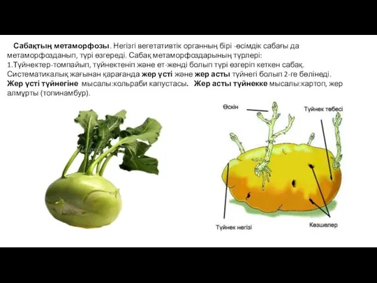 Сабақтың метаморфозы. Негізгі вегетативтік органның бірі -өсімдік сабағы да метаморфозданып,