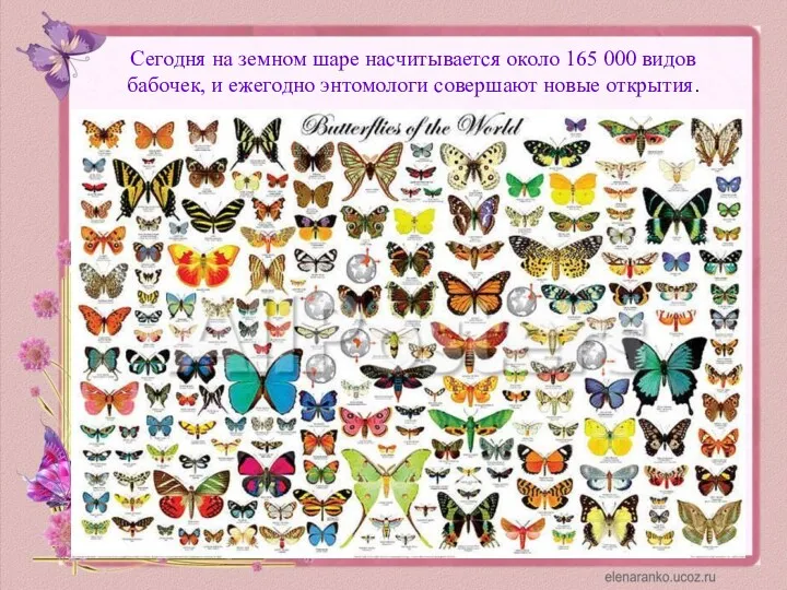 Сегодня на земном шаре насчитывается около 165 000 видов бабочек, и ежегодно энтомологи совершают новые открытия.