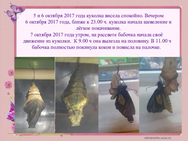 5 и 6 октября 2017 года куколка висела спокойно. Вечером