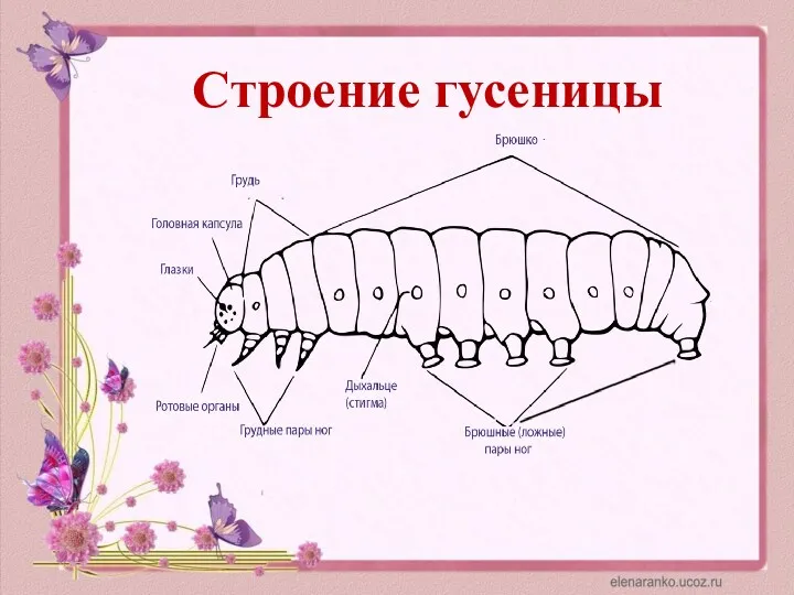 Строение гусеницы