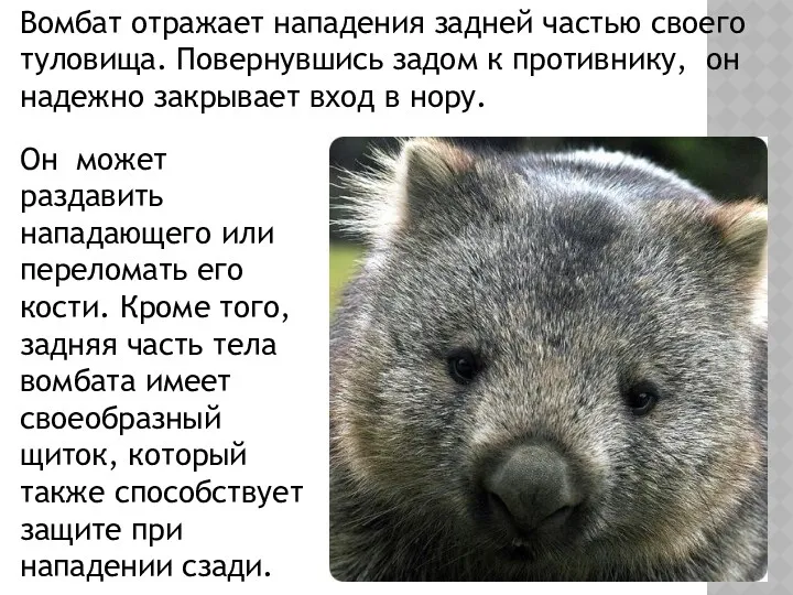 Вомбат отражает нападения задней частью своего туловища. Повернувшись задом к