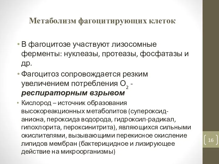 Метаболизм фагоцитирующих клеток В фагоцитозе участвуют лизосомные ферменты: нуклеазы, протеазы,