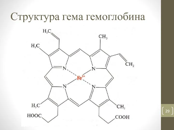 Структура гема гемоглобина