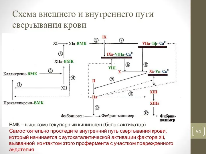 Схема внешнего и внутреннего пути свертывания крови ВМК – высокомолекулярный