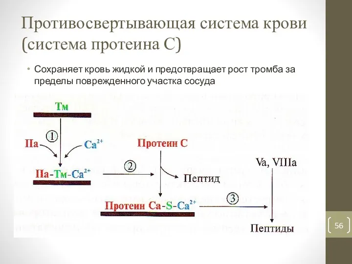 Противосвертывающая система крови (система протеина С) Сохраняет кровь жидкой и