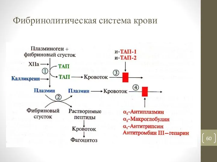 Фибринолитическая система крови