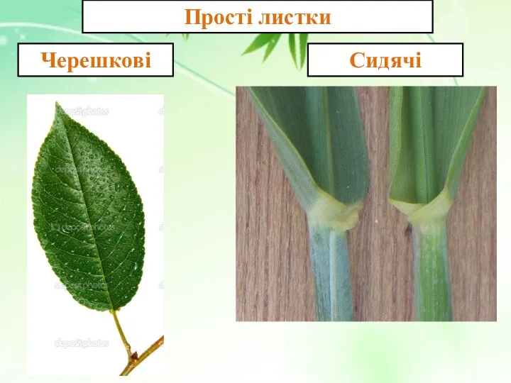 Прості листки Черешкові Сидячі