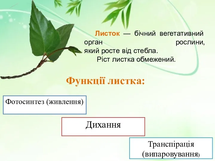 Листок — бічний вегетативний орган рослини, який росте від стебла. Ріст листка обмежений.