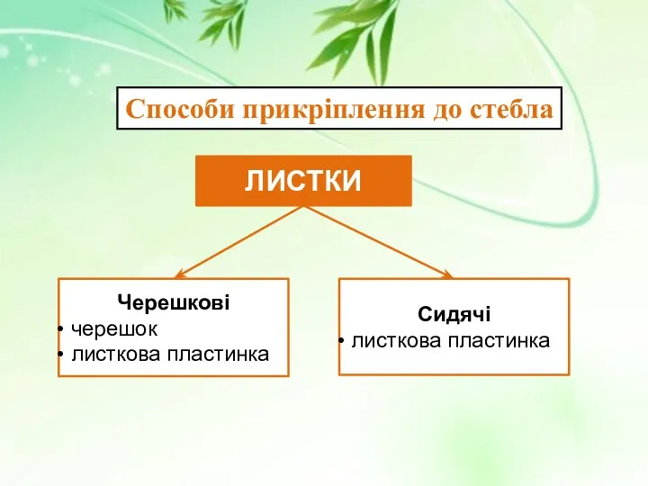 Черешкові черешок листкова пластинка Сидячі листкова пластинка ЛИСТКИ Способи прикріплення до стебла