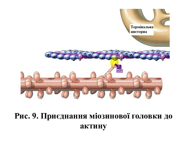 Рис. 9. Приєднання міозинової головки до актину