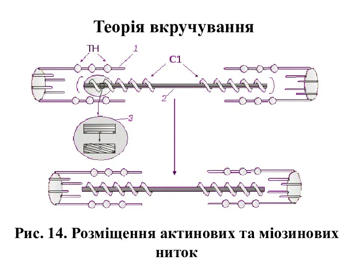 Рис. 14. Розміщення актинових та міозинових ниток Теорія вкручування