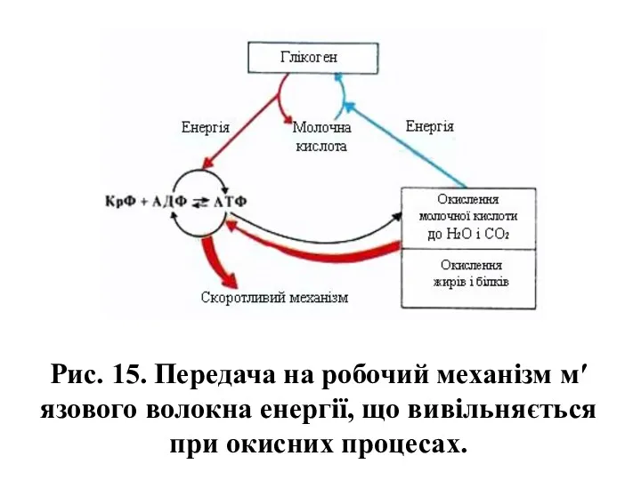 Рис. 15. Передача на робочий механізм м′язового волокна енергії, що вивільняється при окисних процесах.