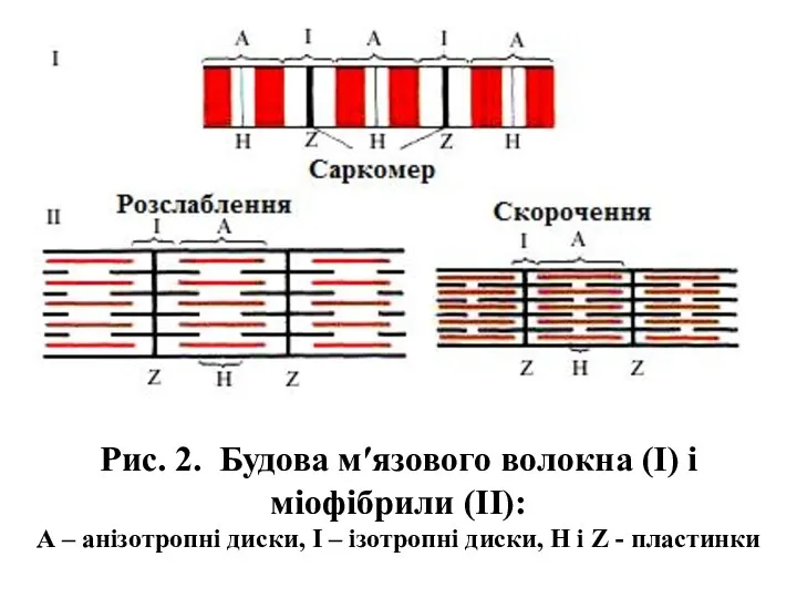 Рис. 2. Будова м′язового волокна (І) і міофібрили (ІІ): А