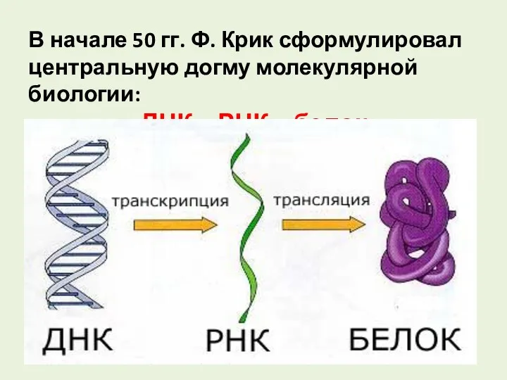 В начале 50 гг. Ф. Крик сформулировал центральную догму молекулярной биологии: ДНК→РНК→белок.