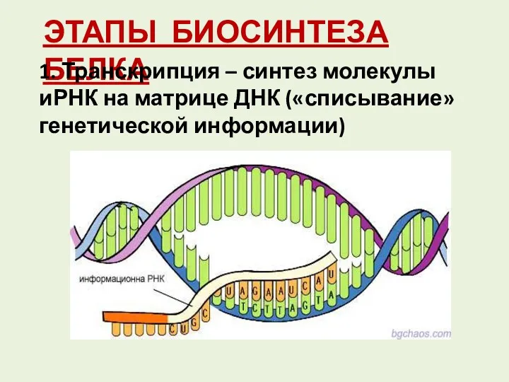 ЭТАПЫ БИОСИНТЕЗА БЕЛКА 1. Транскрипция – синтез молекулы иРНК на матрице ДНК («списывание» генетической информации)