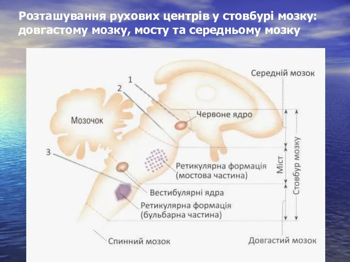 Розташування рухових центрів у стовбурі мозку:довгастому мозку, мосту та середньому мозку