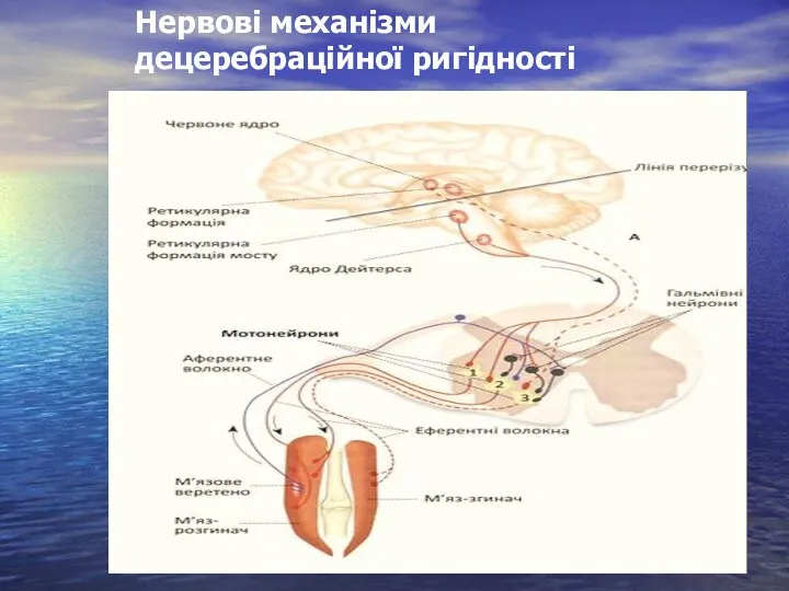 Нервові механізми децеребраційної ригідності