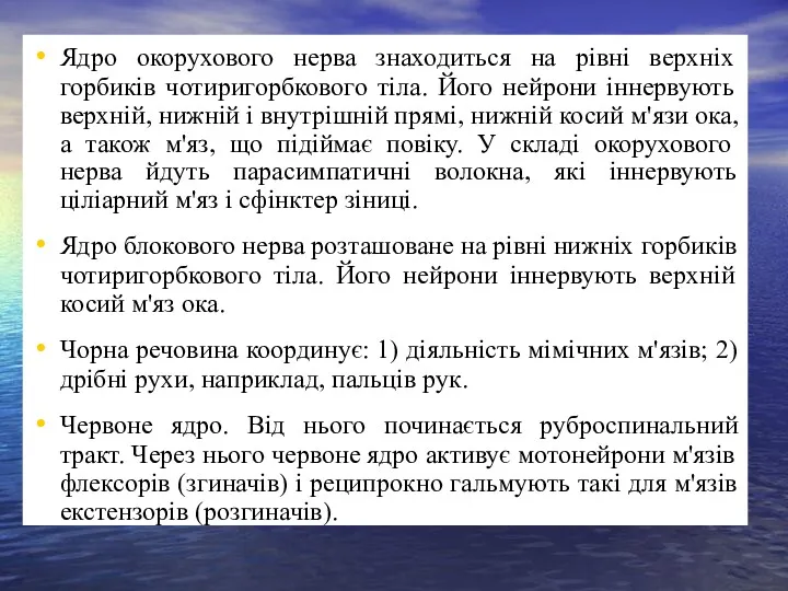 Ядро окорухового нерва знаходиться на рівні верхніх горбиків чотиригорбкового тіла.