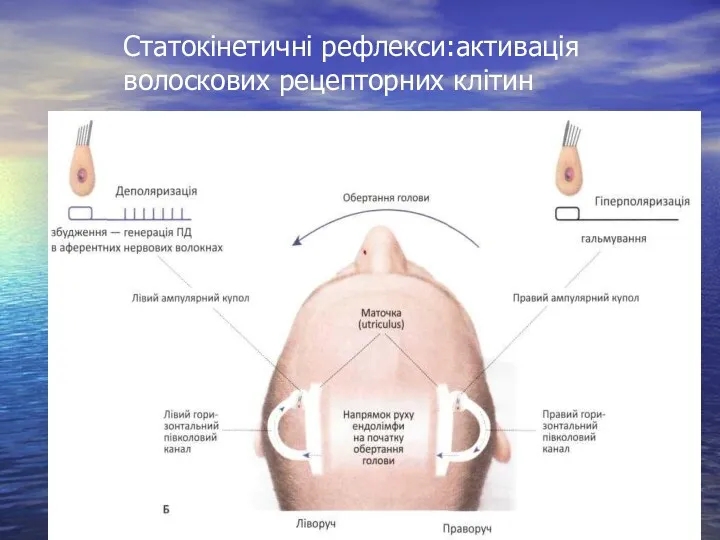 Статокінетичні рефлекси:активація волоскових рецепторних клітин